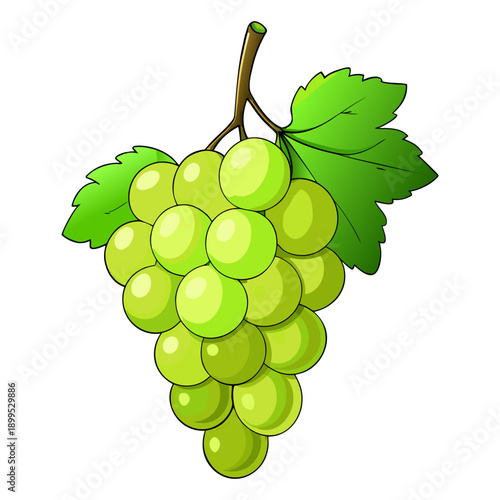 Green Grapes Bunch with Leaf Isolated on White Background. Fresh Green Grapes Cluster with Leaf. Green Grape Bunch Vector Illustration. Ripe Green Grapes with Leaf on White.