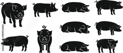 Pig silhouette set showing farm animal standing walking and resting poses isolated on white background vector illustration collection