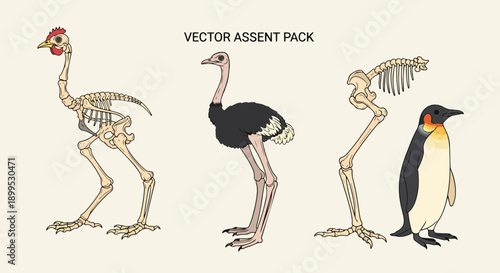 Comparative avian anatomy vector skeletons and feathered bird illustrations chicken ostrich penguin biology science education research