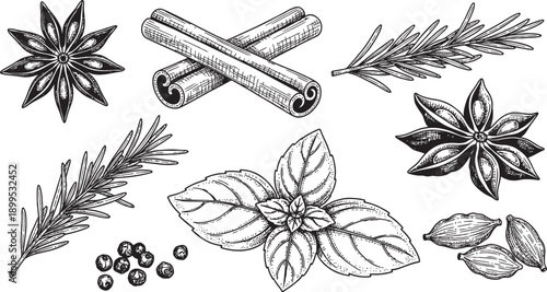 Detailed vintage engraving of various aromatic cooking spices and fresh herbs.