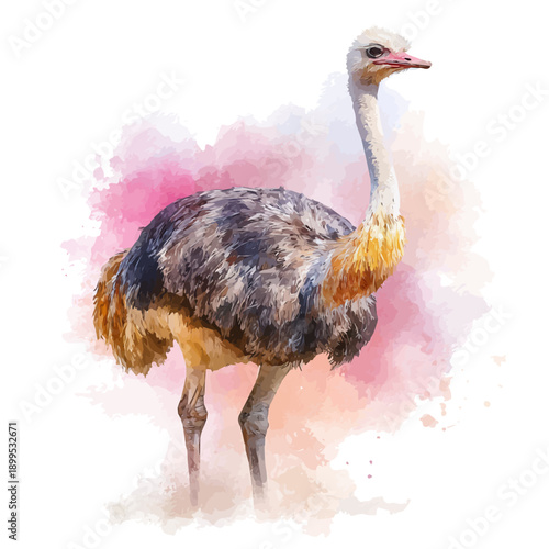 Ostrich, watercolor illustration vector, isolated on a white background.