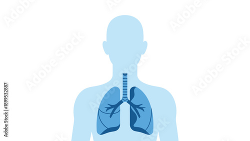 Human Respiratory System Anatomy Lungs and Trachea Illustration.