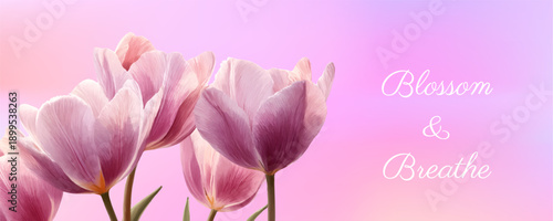 Watercolor spring tulips frame vintage floral background. Pink tulip bouquet pattern for Mother's Day banner, Easter invitation, botanical illustration with colorful petals. Vector illustration.