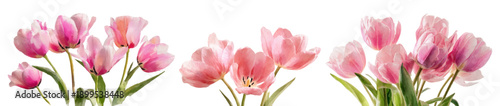 Spring watercolor set featuring delicate pink tulip arrangements. Elegant floral bouquets ideal for botanical designs, greeting cards, and seasonal backgrounds. Vector illustration.