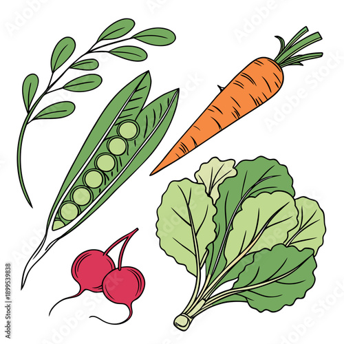 A colorful assortment of fresh vegetables from the garden harvest