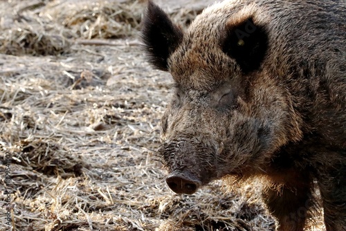 sanglier
