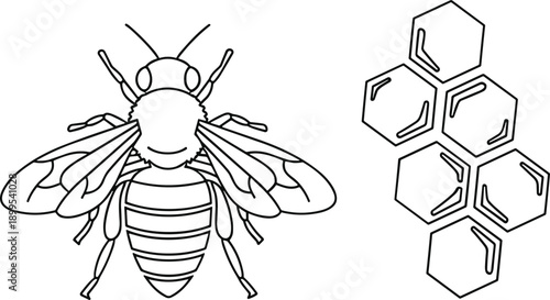 Vector illustration of bee and honeycomb with hexagonal cells, drawn in black-and-white line art style for nature themes