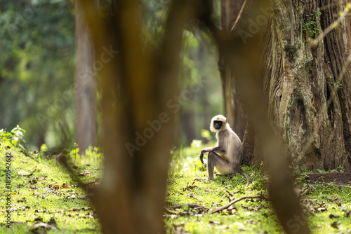 Sticker Wild Langur monkey resting in lush green forest