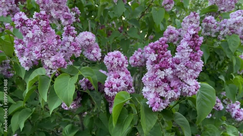 close-up of blooming lilac branches