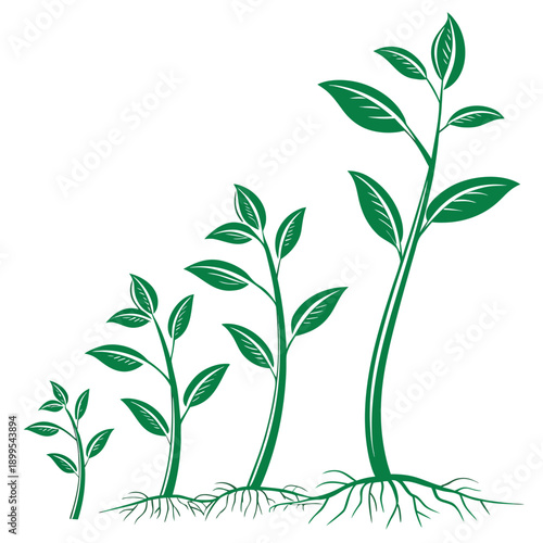Illustration of plant growth stages from seedling to mature plant