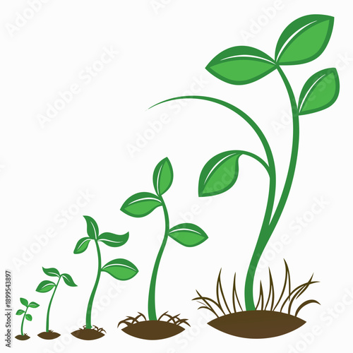 Illustration of a plant growing from seedling to mature plant in stages