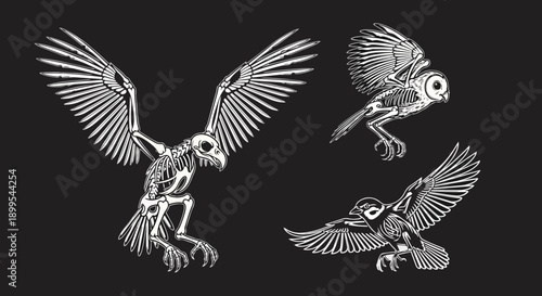 Detailed avian skeleton anatomy illustration flying birds owl eagle sparrow bones dark vector wildlife