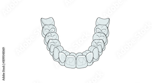 Detailed dental illustration of human teeth on white background viewed from the front