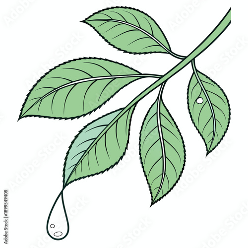 A stylized illustration of a leaf with dew drops hanging from its edges