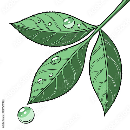 A single leaf with a small green berry hanging delicately from its stem