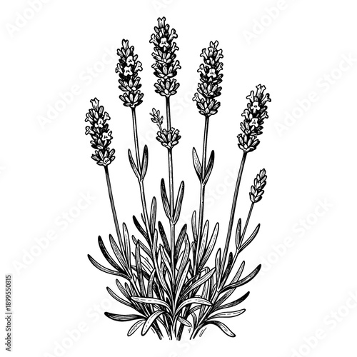 Lavender flower stems botanical illustration, vintage woodcut style for herbal and aromatherapy concept