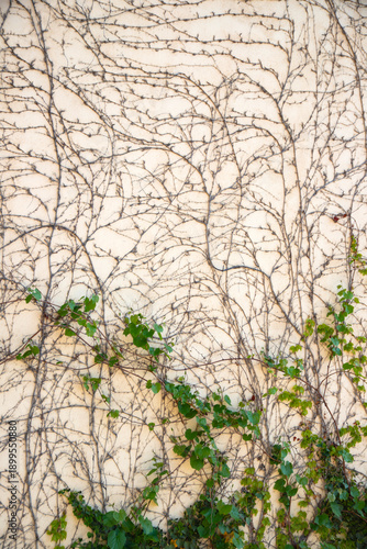 Wallpaper Mural The vines are growing up the wall Torontodigital.ca