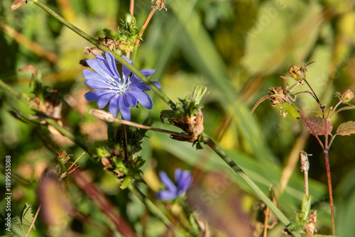 Blue chicory flower. Medicinal wild plants and flowers. Delicate blue chicory on a background of green foliage. Bright blue chicory flowers on a sunny day.