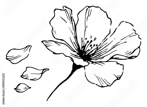 Hand drawn sketch of blooming flower with falling petals