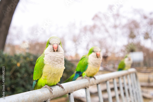Monk parakeets perched on a metal railing in a city park, facing the cameravibrant green urban wildlife highlighting invasive, introduced species in barcelona, spain