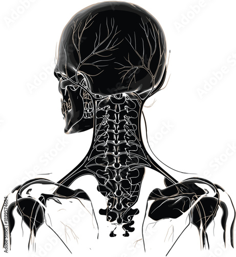 Human skull and cervical spine with nerves and shoulders human anatomy vertebrae