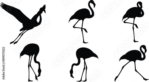 Six Black Flamingo Silhouettes in Various Poses on White Background bird animal wildlife