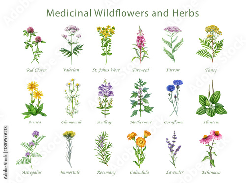 фотографія Medicinal wildflowers and herbs with names hand drawn watercolor illustration set