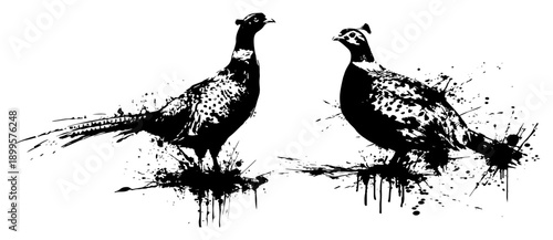Two pheasants birds standing together in grunge ink splatter style