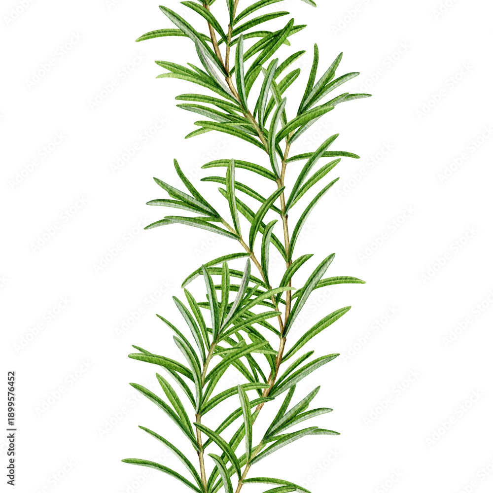 Fototapeta premium Rosemary fresh herb seamless border watercolor illustration isolated on white background. Rosemary plant decoration element for culinary, seasoning, aromatherapy and medicinal design