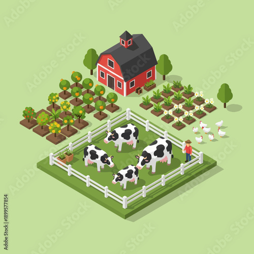 Cows in a Farm Yard with Barn.