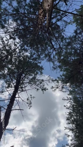 tree edges, view from below. Trees and sky
