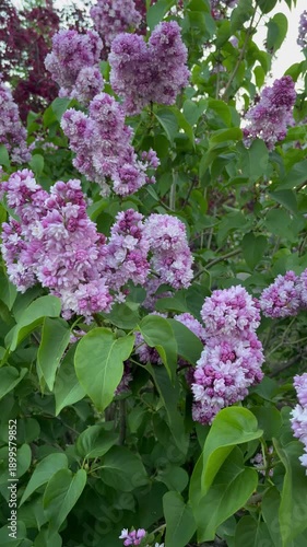 Close-up of blooming lilacs, branches with lilacs, vertical video, spring concept