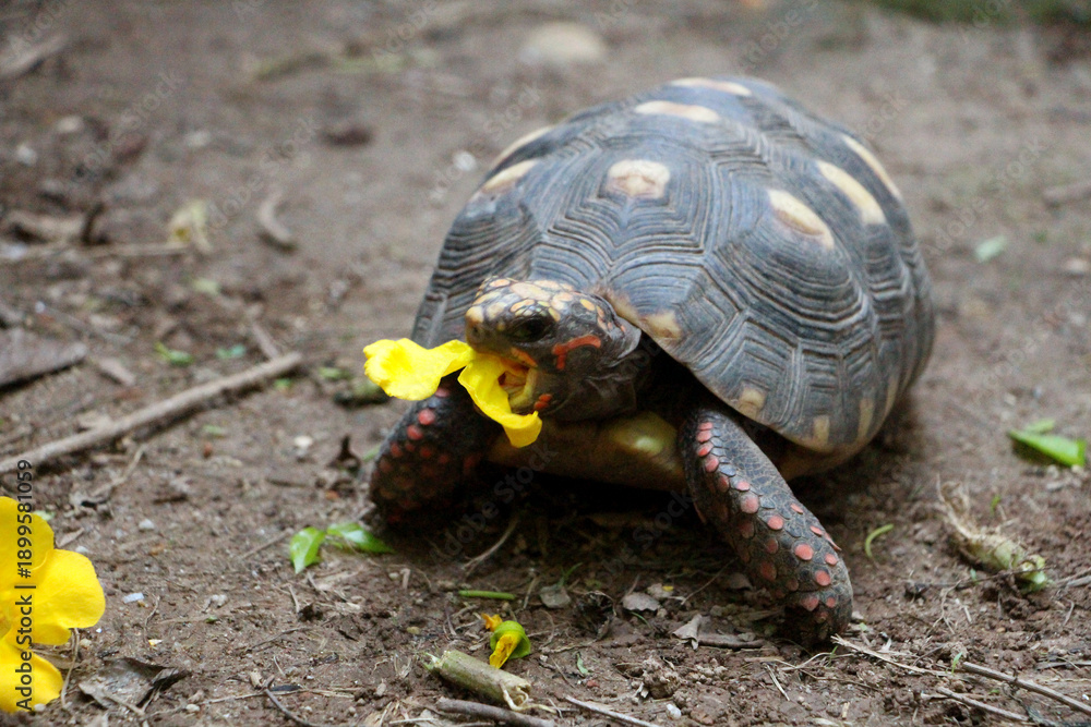 Obraz premium Cute small baby Red-foot Tortoise in the nature,The red-footed tortoise (Chelonoidis carbonarius) is a species of tortoise from northern South America