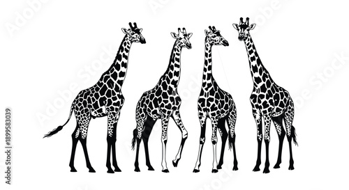 Black and white vector illustration of a group of four giraffes for concepts of African wildlife safari nature 
