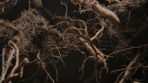 Canvastavla Macro shot of a tree or plant root system showcasing intricate textures and organic patterns in nature
