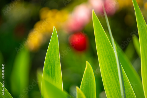 Green garden in the sun