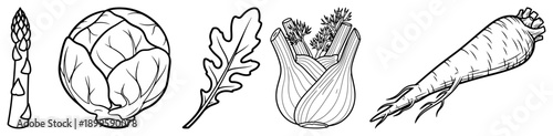 Set of hand drawn vegetable sketches with asparagus cabbage fennel and parsnip