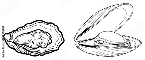 Oyster and mussel open shells hand drawn seafood vector sketch