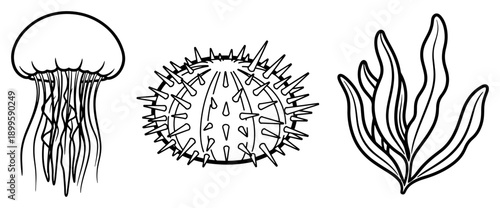 Jellyfish sea urchin and seaweed underwater creatures vector line art
