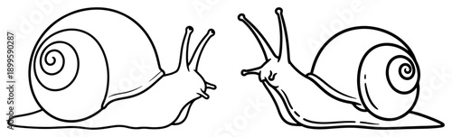 Two garden snail outline illustrations showing shell spiral and antennae
