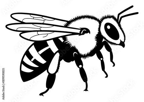 Flying honey bee insect black and white vector illustration