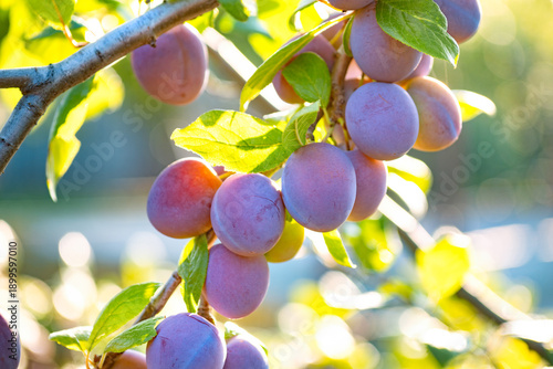 Photography Ripe plums hanging from a tree branch ready to be harvested