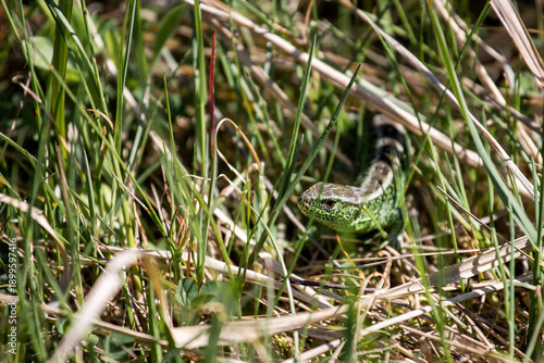 Lacerta agilis. Green lizard in the grass