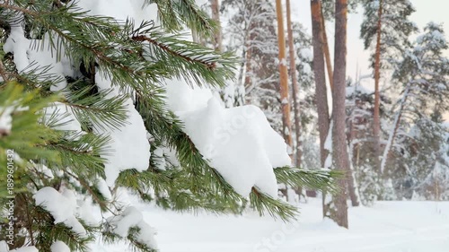Snowfall on a frosty winter day in the forest