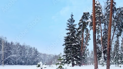 Snowfall on a frosty winter day in the forest