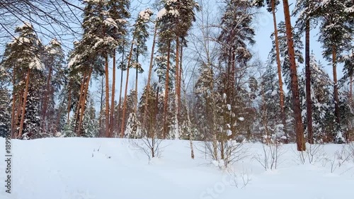 Snowfall on a frosty winter day in the forest