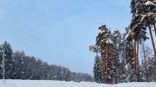 Snowfall on a frosty winter day in the forest