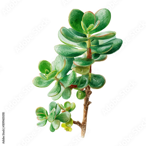watercolor of Jade Plant, vector, isolated on a white background.