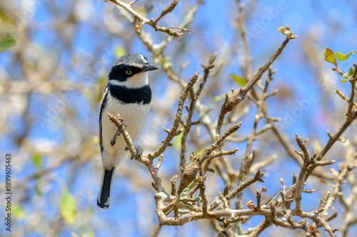 Chinspot Batis (Batis molitor) perched on twig, looking at camera, Kruger national park, South Africa.