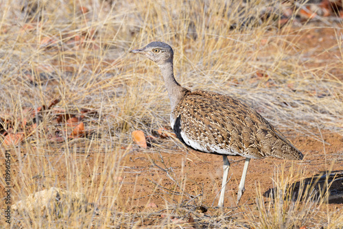 Red-crested korhaan (Lophotis ruficrista) on savanna, Kruger national park, South Africa.